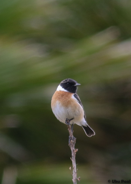 Euroopa kaelustäks (Saxicola rubicola)
Kõikjal tavaline liik.
Keywords: stonechat