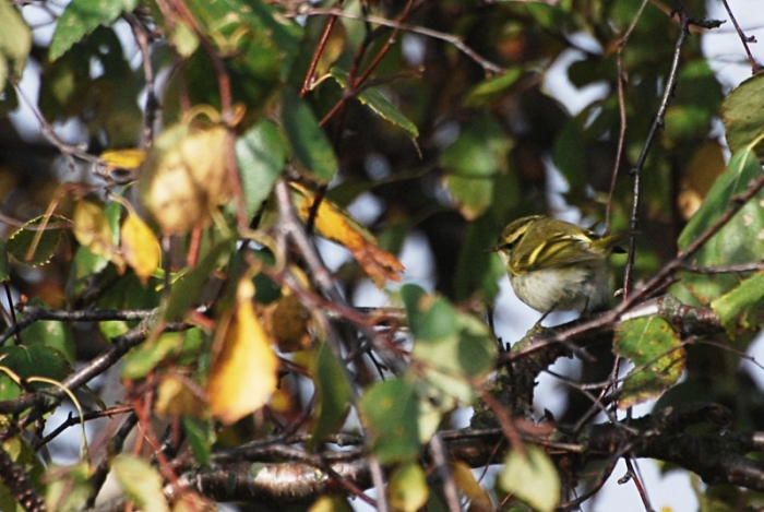 Kuld-lehelind (Phylloscopus proregulus)
Kihnu saar, 10.10.2012

Tarvo Valker
Keywords: pallas's leaf warbler