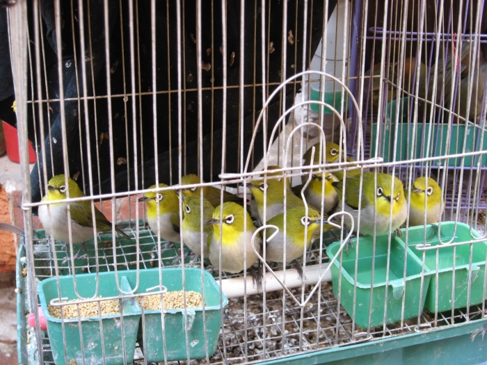 Japanese White-eye (Zosterops japonicus). Foto: Indrek Jääts
