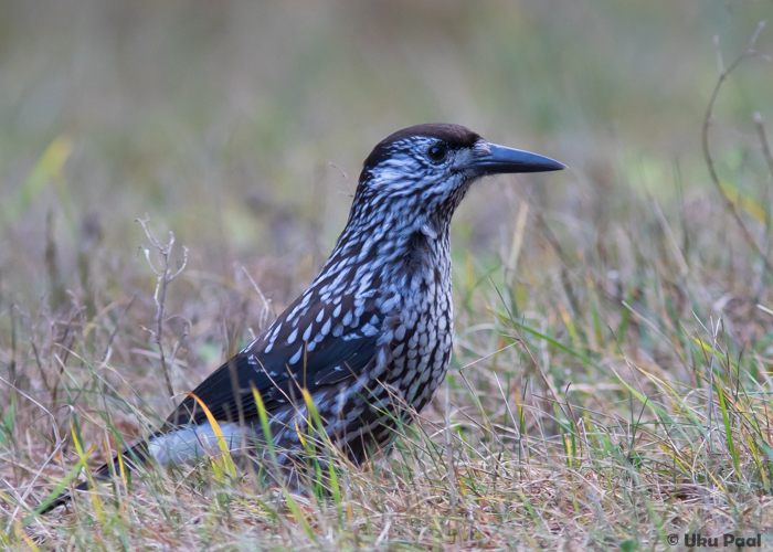 Mänsak (Nucifraga caryocatactes macrorhynchos) 1a
Saaremaa, detsember 2015

UP
Keywords: nutcracker