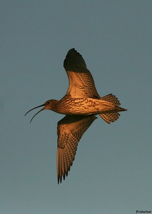 Suurkoovitaja (Numenius arquata)
Vaemla, Hiiumaa, 3.6.2009

UP
Keywords: curlew