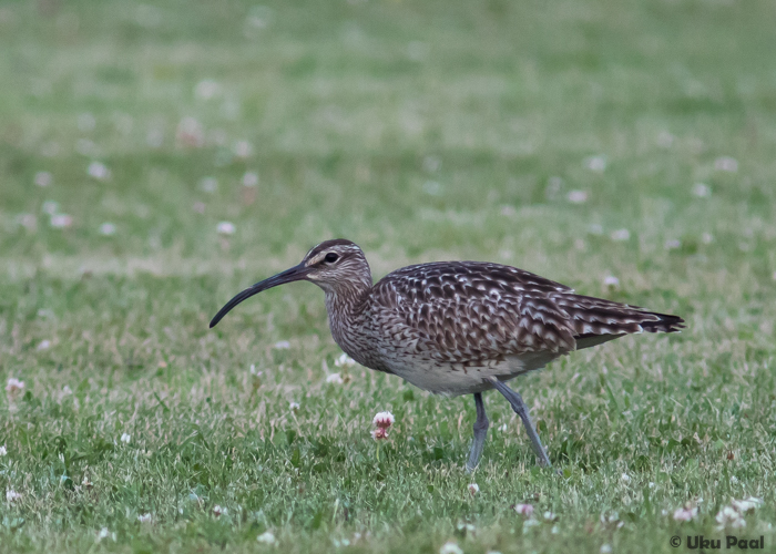 Väikekoovitaja (Numenius phaeopus)
Saaremaa, juuli 2016

UP
Keywords: whimbrel