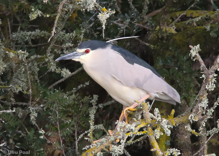 Ööhaigur (Nycticorax nycticorax)
S'Albufera kaitsealal tavaline liik.
Keywords: nightheron