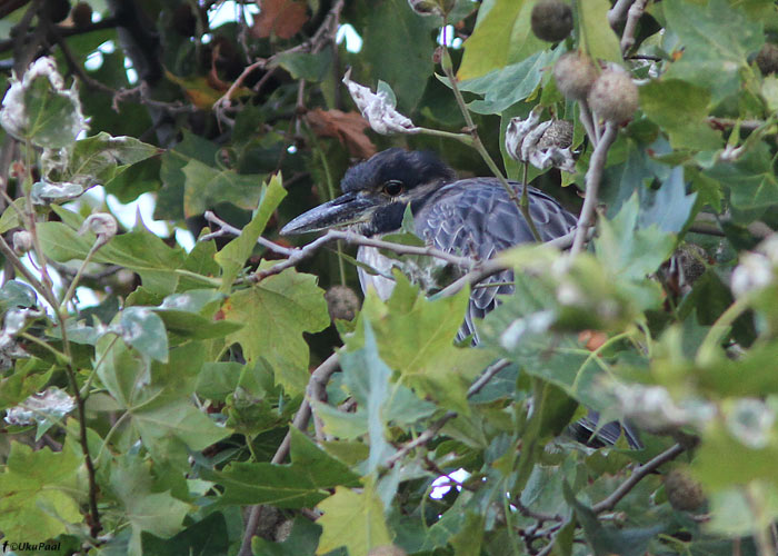 Krabi-ööhaigur (Nyctanassa violacea) 
Madeira, august 2011. Kaua saarel asunud WP 3. isend.

UP
Keywords: yellow-crowned night-heron