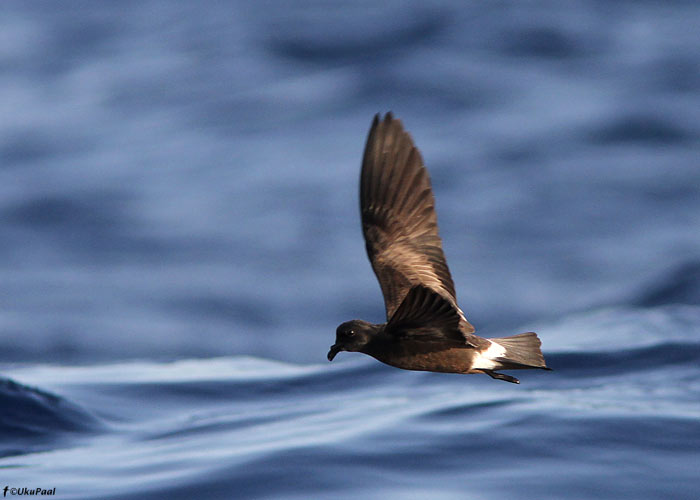 Tõmmu-tormipääsu (Oceanodroma castro) 
Madeira, august 2011

UP
Keywords: madeiran storm-petrel