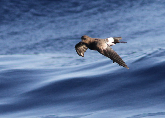 Lõuna-tormipääsu (Oceanites oceanicus)
Madeira, august 2011

UP
Keywords: wilson't storm petrel