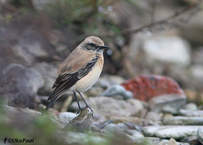 Kõrbe-kivitäks (Oenanthe deserti)
Loode, Saaremaa, 4.11.2007. Eesti neljas. 4th record for Estonia.

UP
Keywords: desert wheatear