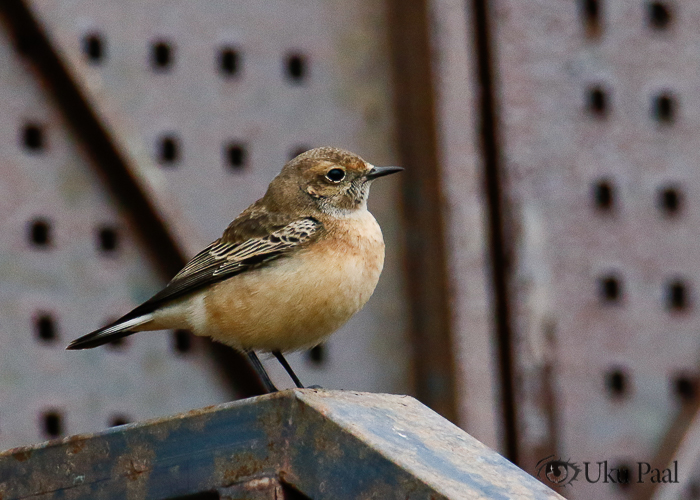 Nunn-kivitäks (Oenanthe pleschanka)
Türju, Saaremaa, 24.10.2022. Eesti 4. vaatlus. 4th for Estonia.

Uku Paal
Keywords: pied wheatear