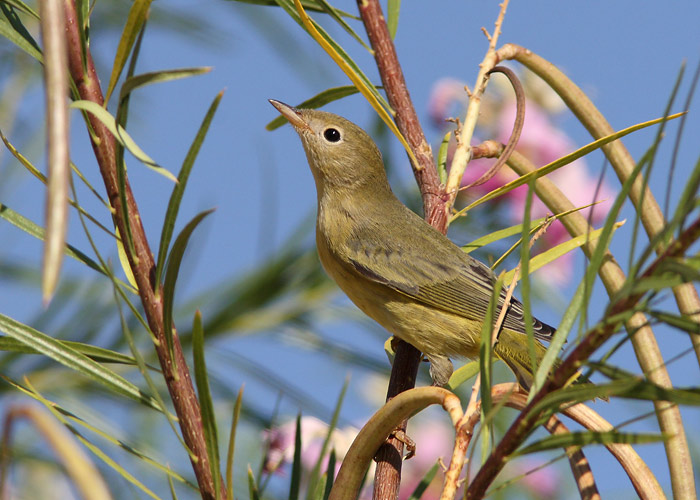 Rohesäälik (Vermivora celata)
Arizona

Riho Marja
Keywords: orange-crowned warbl