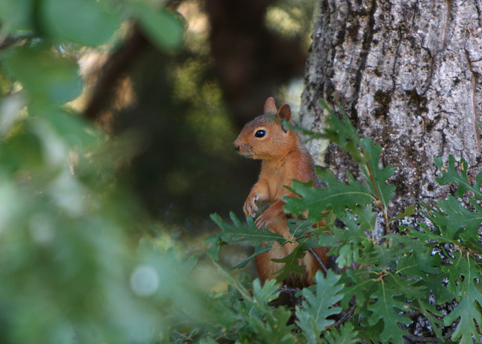 Orav sp (Sciurus anomalus)
Akseki, august 2008. Selline ümarate kõrvadega orav elab seal.

Rene Ottesson
Keywords: persian squirrel