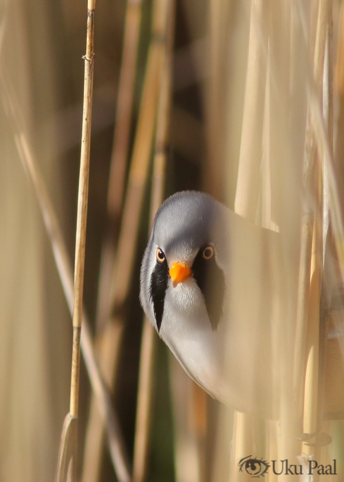 Roohabekas (Panurus biarmicus) isane
Hiiumaa, mai 2018

Uku Paal
Keywords: bearded tit