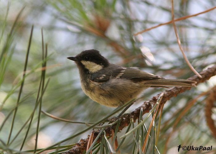 Musttihane (Parus ater sardus)
Haut Asco, Korsika, 31.7.2007. Kohalik alamliigil on nominaatvormiga võrreldes tumedam alapool. 
Keywords: coal tit