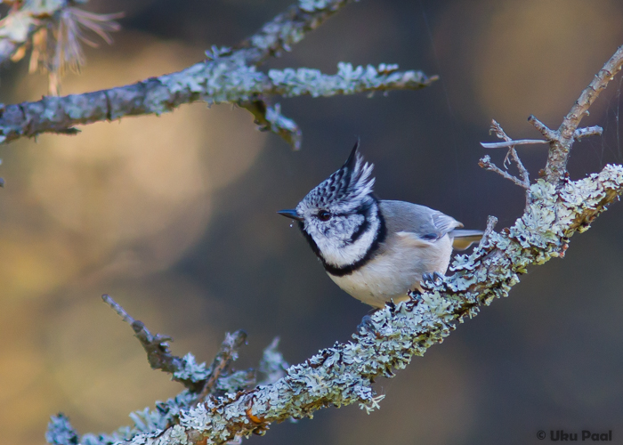 Tutt-tihane (Lophophanes cristatus)
Läänemaa, oktoober 2015. Varem perekonnas Parus olnud liik on nüüd tõstetud perekonda Lophophanes, kuhu kuulub kaks liiki.

UP
Keywords: crested tit