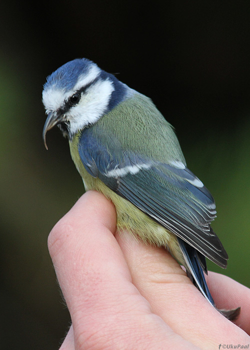 Pikanokaline sinitihane (Parus caeruleus)
Kabli linnujaam, 10.10.2013

UP
Keywords: blue tit