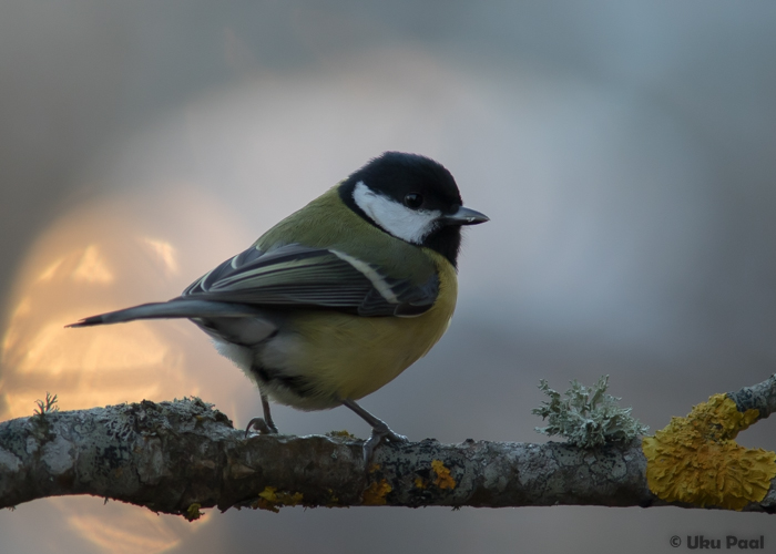 Rasvatihane (Parus major)
Saaremaa, jaanuar 2015

UP
Keywords: great tit