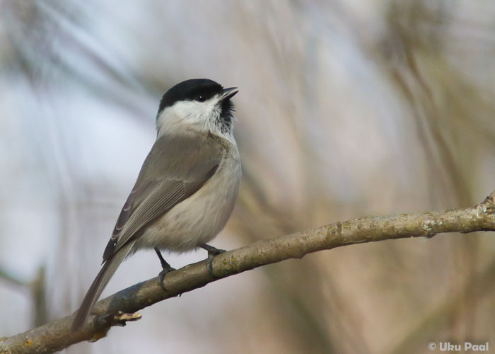 Salutihane (Poecile palustris)
Tartumaa, aprill 2016

UP
Keywords: marsh tit