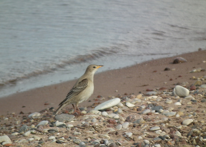 Roosa-kuldnokk (Pastor roseus)
Harilaid, Saaremaa, 15.8.2014

Janusz Majecki
Keywords: rose-colored starling