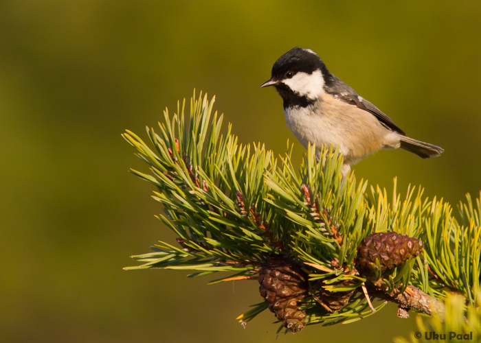 Musttihane (Periparus ater)
Saaremaa, oktoober 2015

UP
Keywords: coal tit