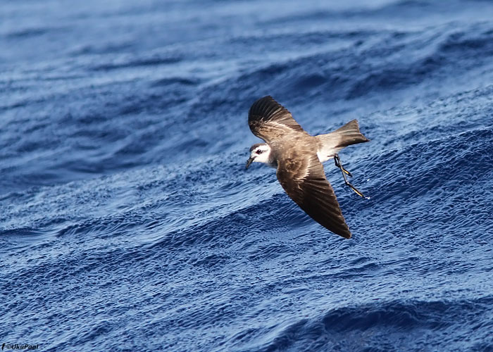 Valgekulm-tormipääsu (Pelagodroma marina)
Madeira, august 2011

UP
Keywords: white-faced storm petrel