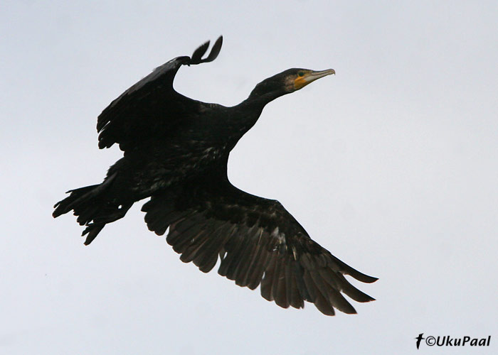 Kormoran (Phalacrocorax carbo)
Läänemaa, 9.09.2007
Keywords: cormorant