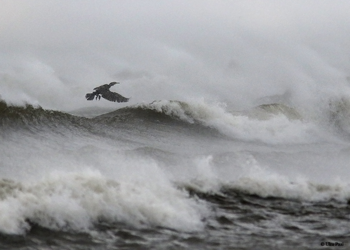 Kormoran (Phalacrocorax carbo)
Sõrve säär, Saaremaa, 30.11.2015

UP
Keywords: kormoran