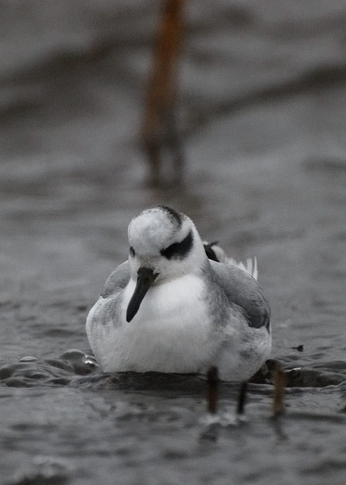 Puna-veetallaja (Phalaropus fulicarius)
Pikla, Pärnumaa, 18.12.2011. Eesti 14. leid ja 2. talvine vaatlus.

Tarvo Valker
Keywords: red grey phalarope