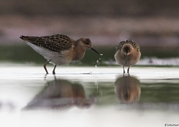 Tutkas (Philomachus pugnax)
Läänemaa, august 2012

UP
Keywords: ruff