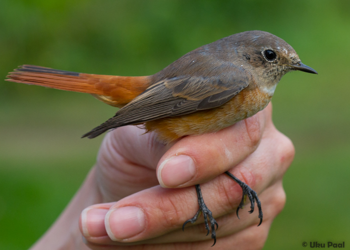 Lepalind (Phoenicurus phoenicurus) 1a+ isane
Vaibla linnujaam, 7.8.2015. Isaslinnu peamustrid on juba natuke nähtavaks kulunud. Meie arvates on see 1a+ lind labakattesulgede ja tertsiaalide värvuse põhjal.

UP
Keywords: redstart