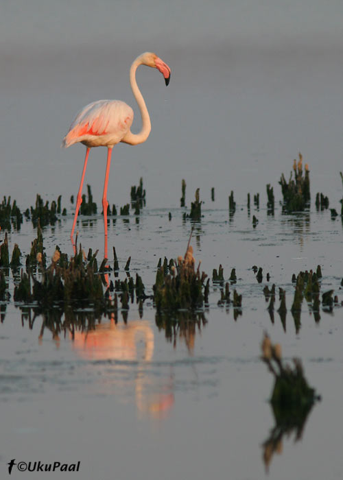 Roosaflamingo (Phoenicopterus ruber)
Camargue, Prantsusmaa, 5.8.2007
Keywords: flamingo