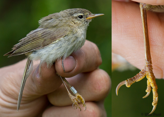 Väike-lehelind (Phylloscopus collybita)
Vaibla linnujaam, august 2015. Hästi väike ja punaste jalgadega isend.

UP
Keywords: chiffchaff