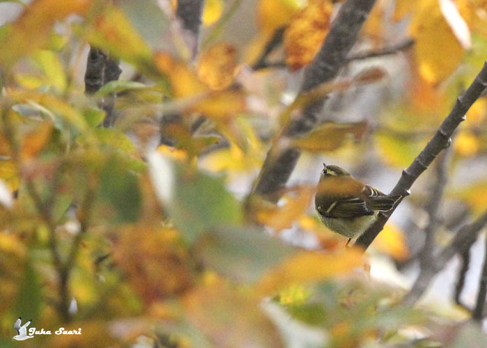 Vööt-lehelind (Phylloscopus inornatus)
Paldiski, Harjumaa, 4.10.2014

Juha Saari
Keywords: yellow-browed warbler