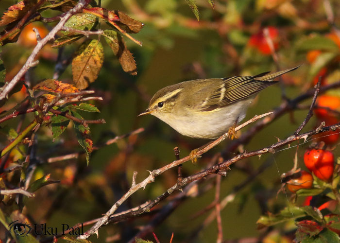 Vööt-lehelind (Phylloscopus inornatus)
Kalana, Hiiumaa, 20.09.2017

Uku Paal
Keywords: yellow-browed warbler