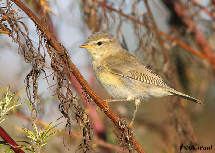 Salu-lehelind (Phylloscopus trochilus)
Dirhami, Läänemaa, 26.08.2007
Keywords: willow warbler