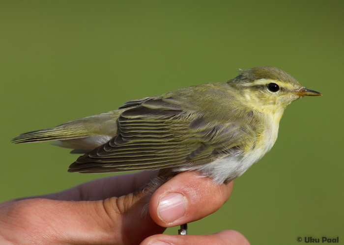 Mets-lehelind (Phylloscopus sibilatrix)
Vaibla linnujaam, august 2015

UP
Keywords: wood warbler