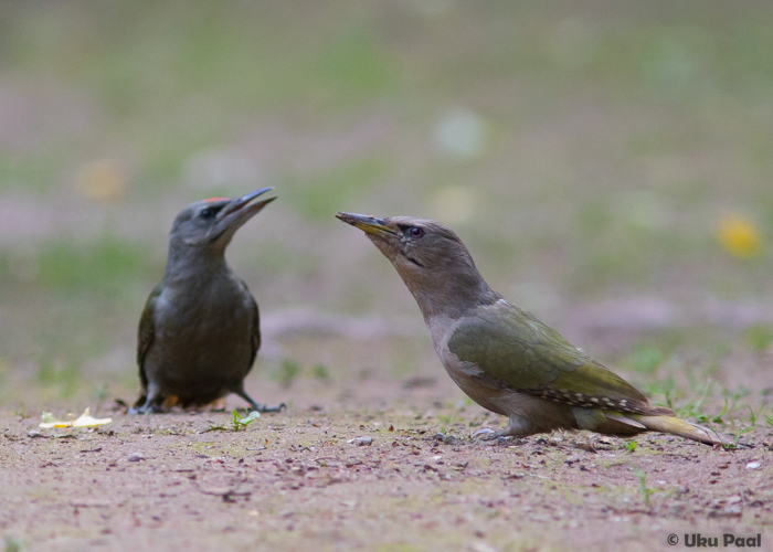 Hallpea-rähn (Picus canus)
Viljandimaa, juuni 2016

UP
Keywords: gray-headed woodpecker