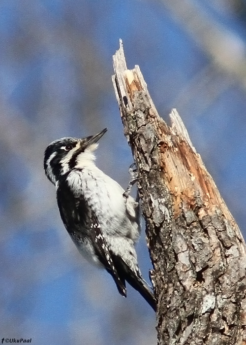 Laanerähn (Picoides tridactylus)
Ida-Virumaa, märts 2013

UP
Keywords: three-toed woodpecker