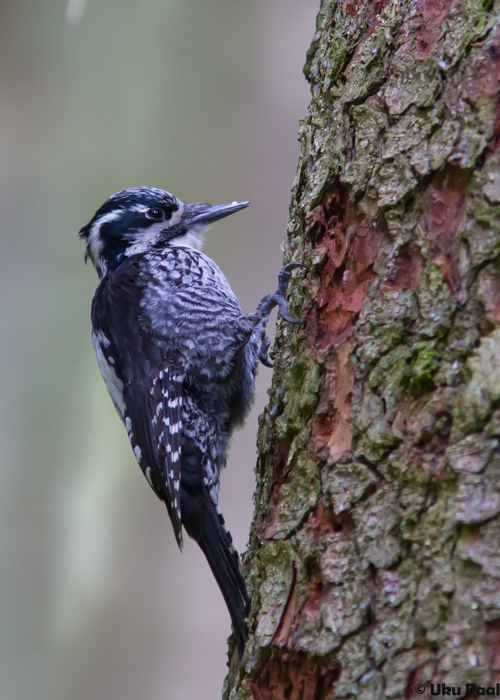 Laanerähn (Picoides tridactylus) emane
Põlvamaa, mai 2015

UP
Keywords: three-toed woodpecker