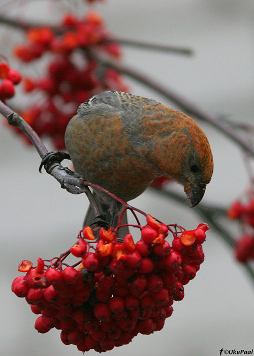 Männileevike (Pinicola enucleator)
Pärnu linn, 7.12.2008

UP
Keywords: pine grosbeak