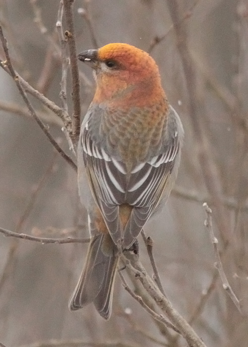 Männileevike (Pinicola enucleator)
Kauda, Tartumaa, 15.2.2013

Liis Keerberg
Keywords: pine grosbeak