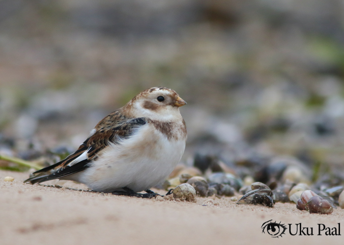 Hangelind (Pletroplenax nivalis)
Tartumaa, november 2018

UP
Keywords: snow bunting