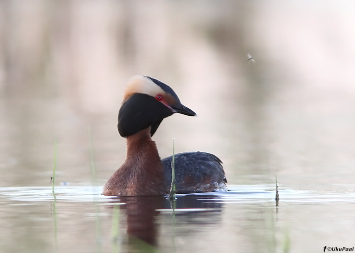 Sarvikpütt (Podiceps auritus)
Tartumaa, 11.5.2010

UP
Keywords: slavonian grebe