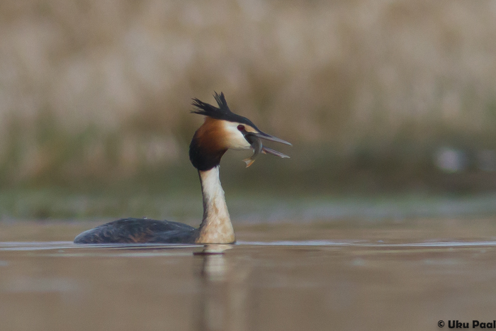 Tuttpütt (Podiceps cristatus)
Tartumaa, aprill 2014

UP
Keywords: great crested grebe