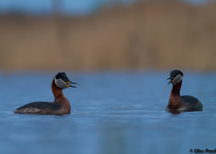 Hallpõsk-pütt (Podiceps grisegena)
Tartumaa, aprill 2015

UP
Keywords: red-necked grebe