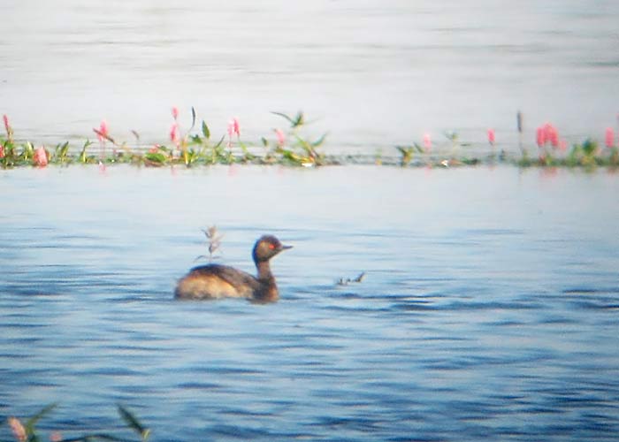 Mustkael-pütt (Podiceps nigricollis)
Valguta polder, Tartumaa, 19.08.2011

Mariliis Märtson
Keywords: black-necked grebe