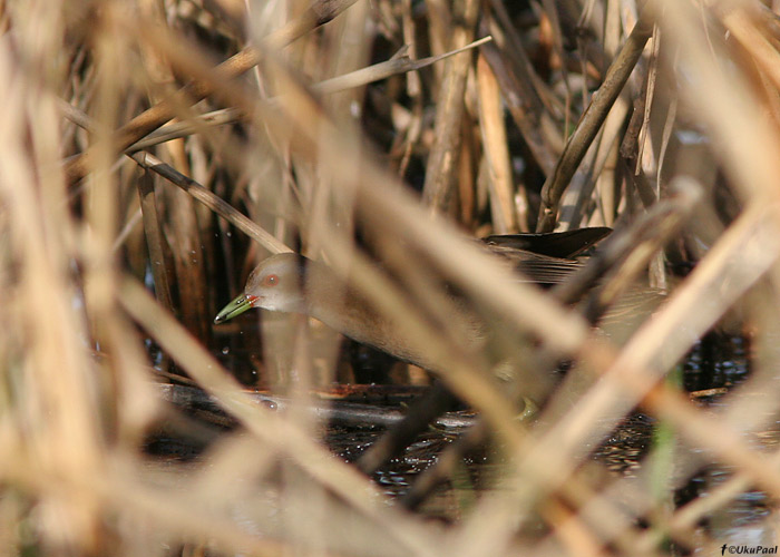 Väikehuik (Porzana parva)
Saarepera, Põlvamaa, 10.5.2009

UP
Keywords: little crake