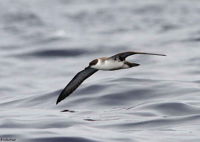 Suur tormilind (Puffinus gravis)
Madeira, august 2011

UP
Keywords: great shearwater