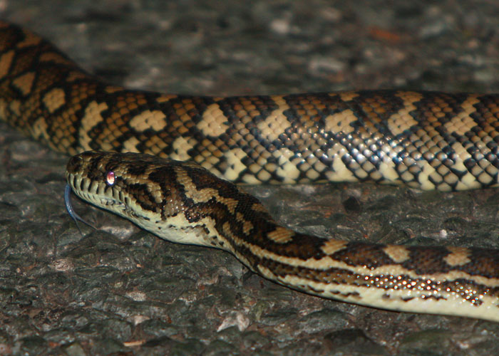 Püüton
Paluma NP, Detsember 2007. Roomajaid näeb Austraalias suhteliselt palju.

Rene Ottesson
Keywords: python reptile