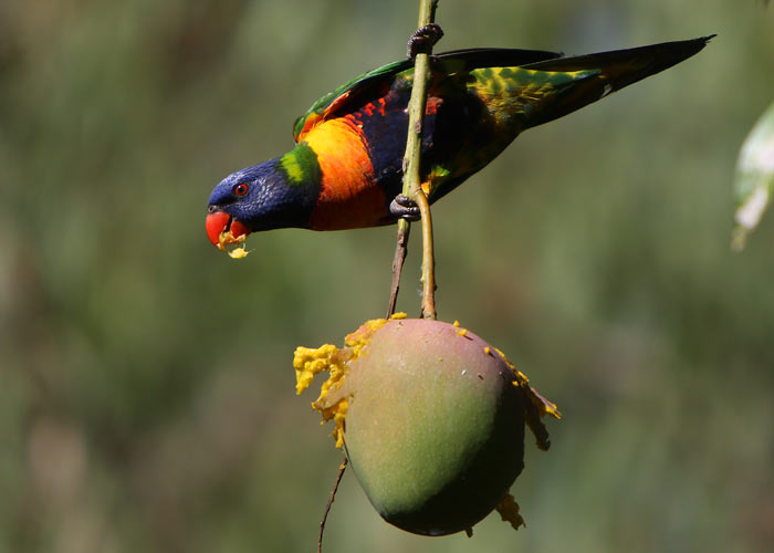 (Trichoglossus haematodus)
Queensland, Detsember 2007

Rene Ottesson
Keywords: rainbow lorikeet