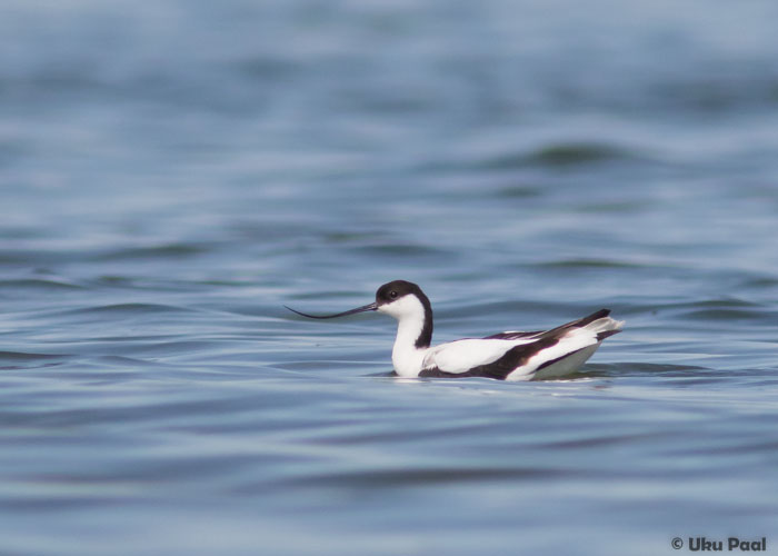 Naaskelnokk (Recurvirostra avosetta)
Hiiumaa, juuni 2016

UP
Keywords: avocet