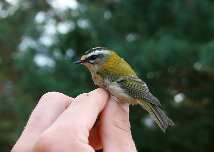 Lääne-pöialpoiss (Regulus ignicapilla)
Kabli linnujaam, Pärnumaa, 20.9.2013. 14. vaatlus Eestile. 14th for Estonia.

Jaak Tammekänd
Keywords: firecrest